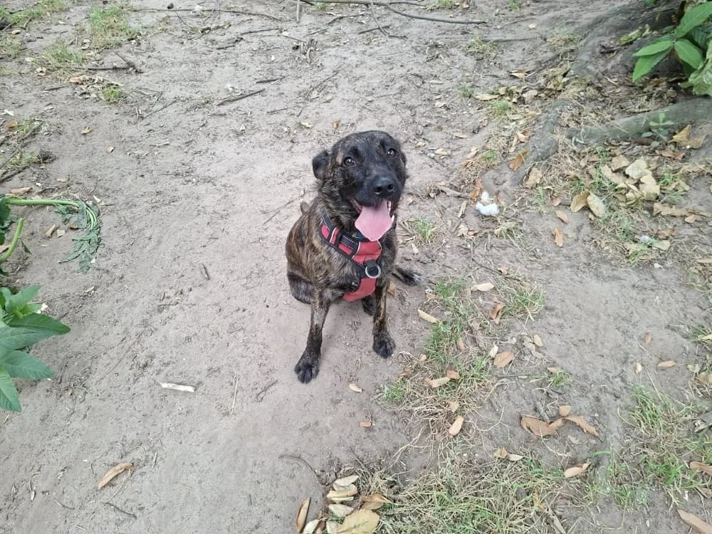 Romy, female young Mixed Breed for adoption at SPA Mont-de-Marsan, De Marsan