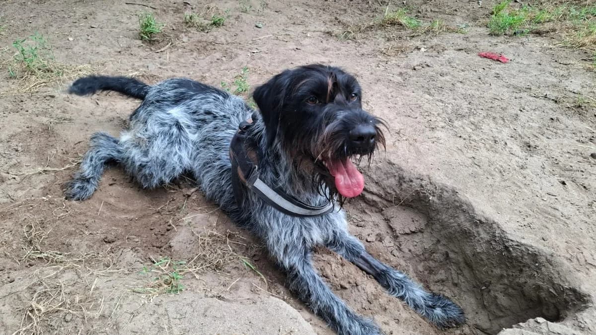 Athos, male young Brittany Spaniel for adoption at SPA Mont-de-Marsan, De Marsan