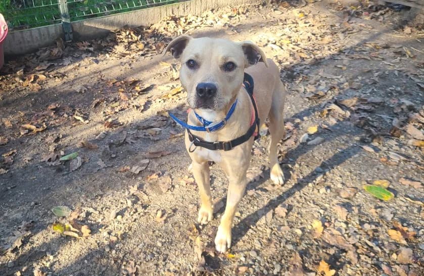 Youki, male young Mixed Breed for adoption at SPA Mont-de-Marsan, De Marsan