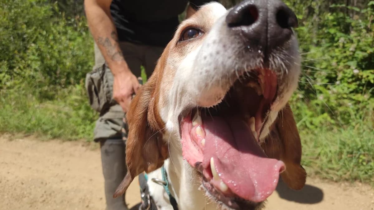 Marcel, male senior Mixed Breed for adoption at SPA Mont-de-Marsan, De Marsan