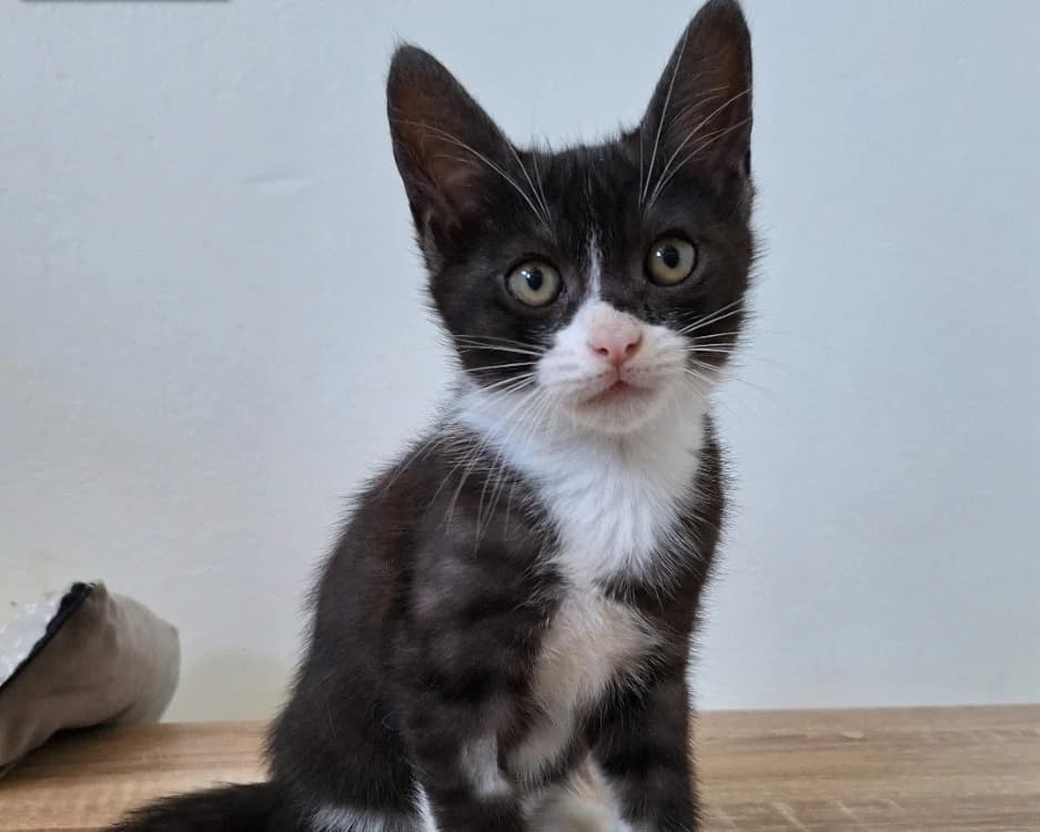 ZORRO, male puppy Mixed Breed for adoption at SPA Mont-de-Marsan, De Marsan