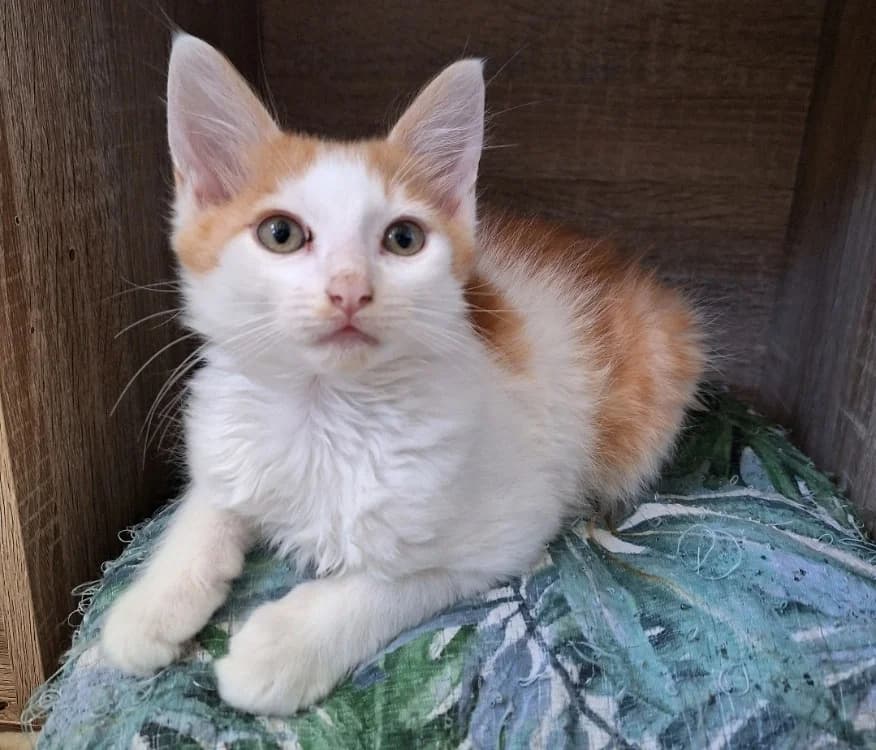 LUFFY, male puppy Mixed Breed for adoption at SPA Mont-de-Marsan, De Marsan