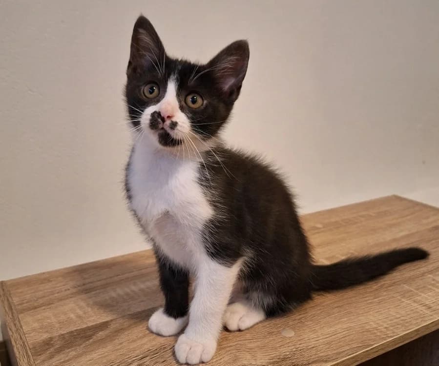USOPP, male puppy Mixed Breed for adoption at SPA Mont-de-Marsan, De Marsan