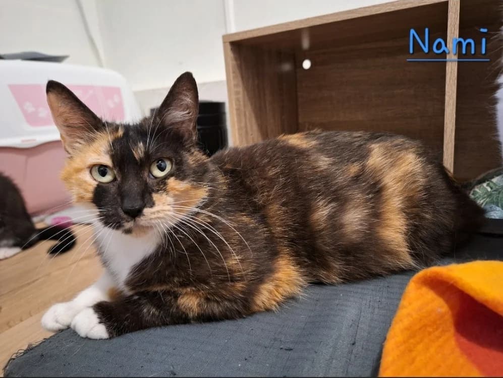 NAMI, female young Mixed Breed for adoption at SPA Mont-de-Marsan, De Marsan