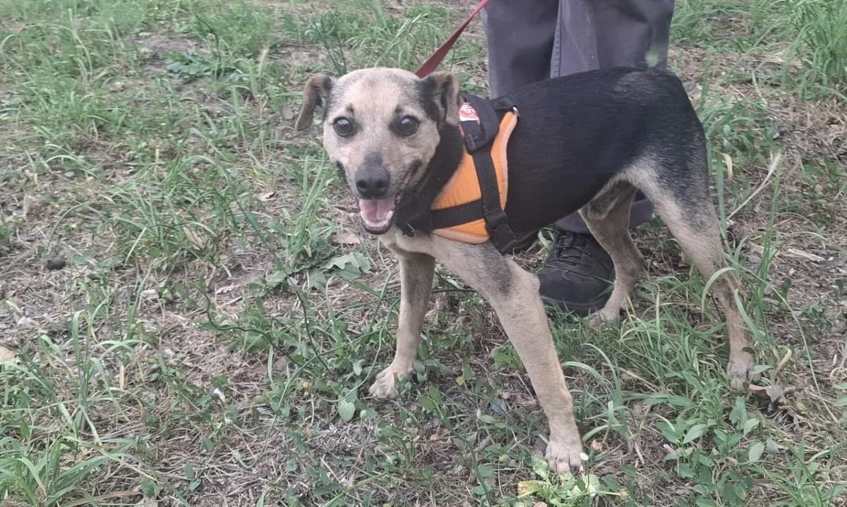 Otis, male 5yo Mixed Breed for adoption at SPA Mont-de-Marsan, De Marsan