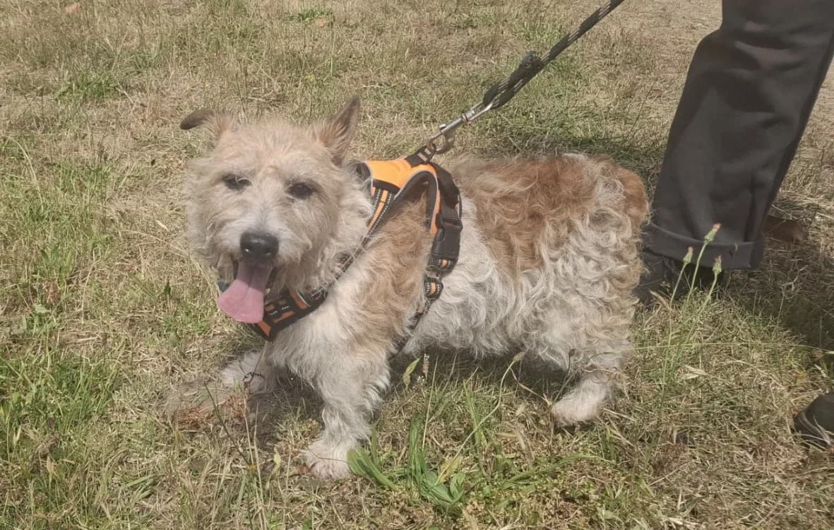 Snoopy, male senior Mixed Breed for adoption at SPA Mont-de-Marsan, De Marsan