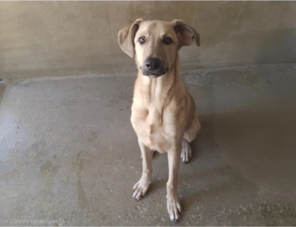 Bastos, male Mixed Breed for adoption at SPA Mont-de-Marsan, De Marsan