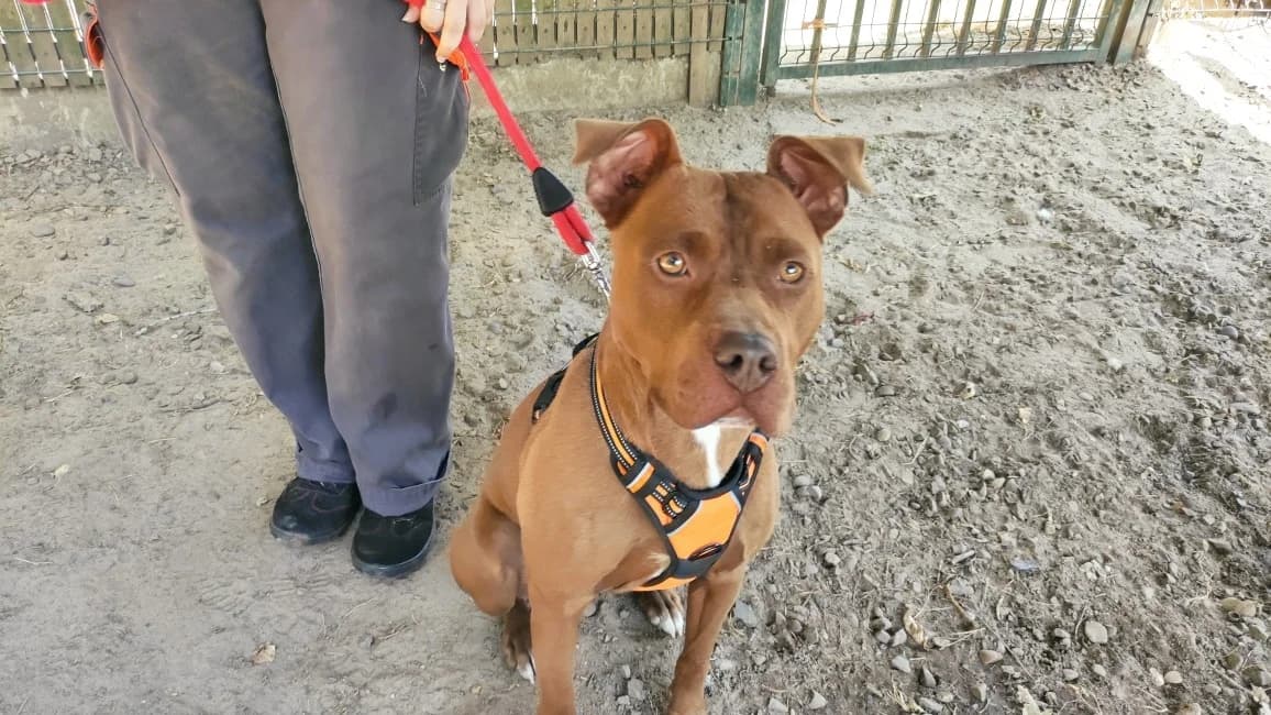 Nala, female 4yo mixed breed for adoption at SPA Mont-de-Marsan, De Marsan