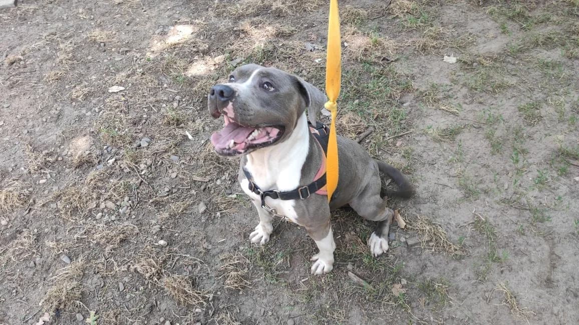 Sony, male 4yo mixed breed for adoption at SPA Mont-de-Marsan, De Marsan