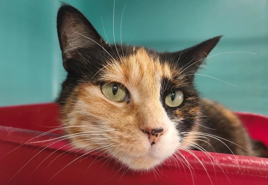 Manora, female young Mixed Breed for adoption at SPA Mont-de-Marsan, De Marsan