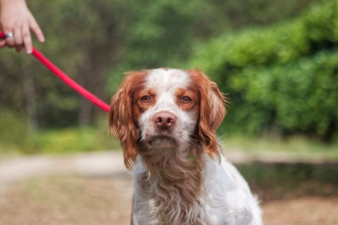 MILORD (réservé), male Brittany Spaniel for adoption at SPA Mont-de-Marsan, De Marsan