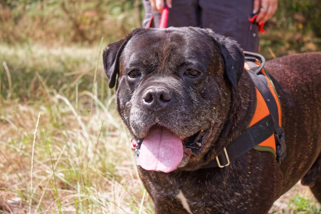 RHELFIE, male 6yo Cane Corso for adoption at SPA Mont-de-Marsan, De Marsan