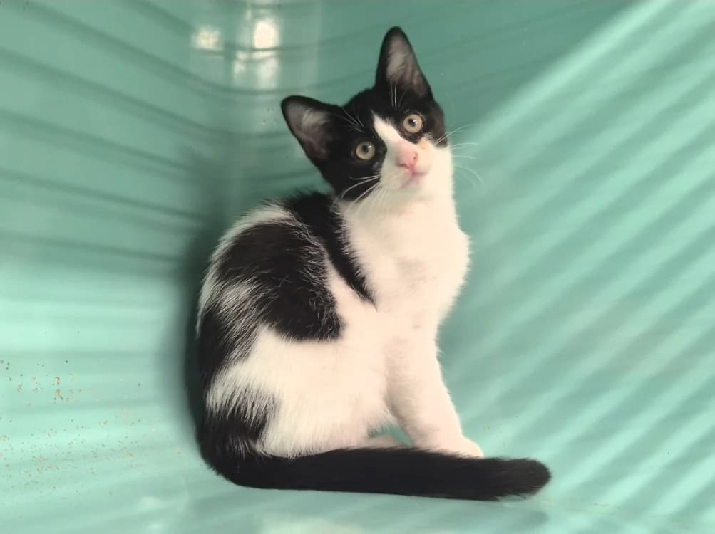 Laya, female puppy Mixed Breed for adoption at SPA Mont-de-Marsan, De Marsan