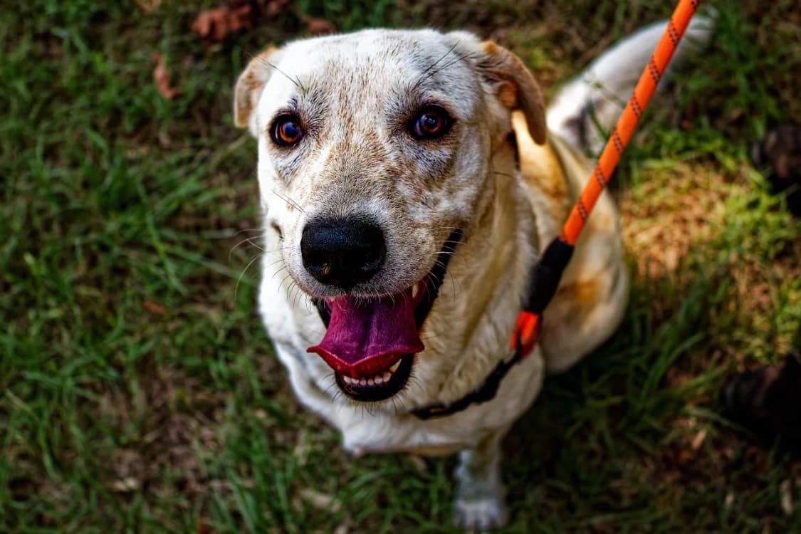 Nouille, female young Mixed Breed for adoption at SPA Mont-de-Marsan, De Marsan