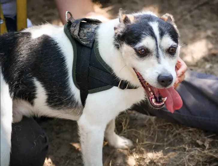 Pacha, male 6yo Jack Russell Terrier for adoption at SPA Mont-de-Marsan, De Marsan