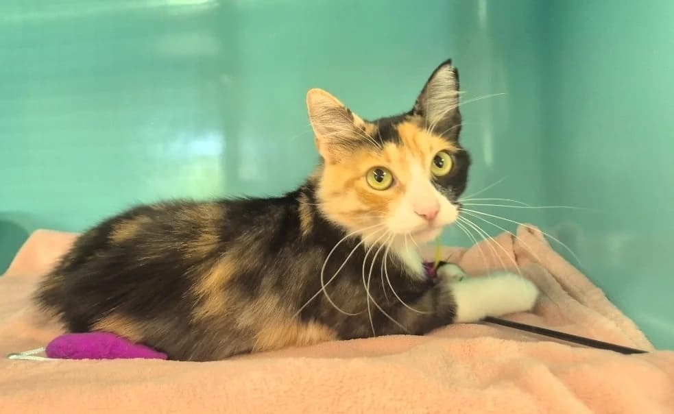 Jasmine, female young Mixed Breed for adoption at SPA Mont-de-Marsan, De Marsan