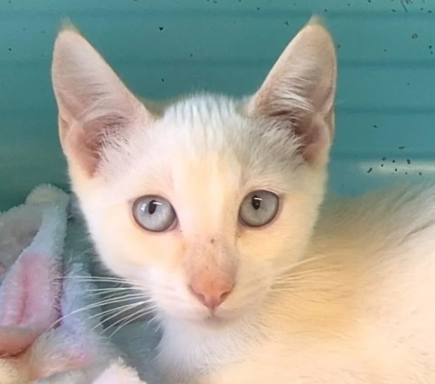 RAMSES, Mixed Breed (SPA Mont-de-Marsan)
