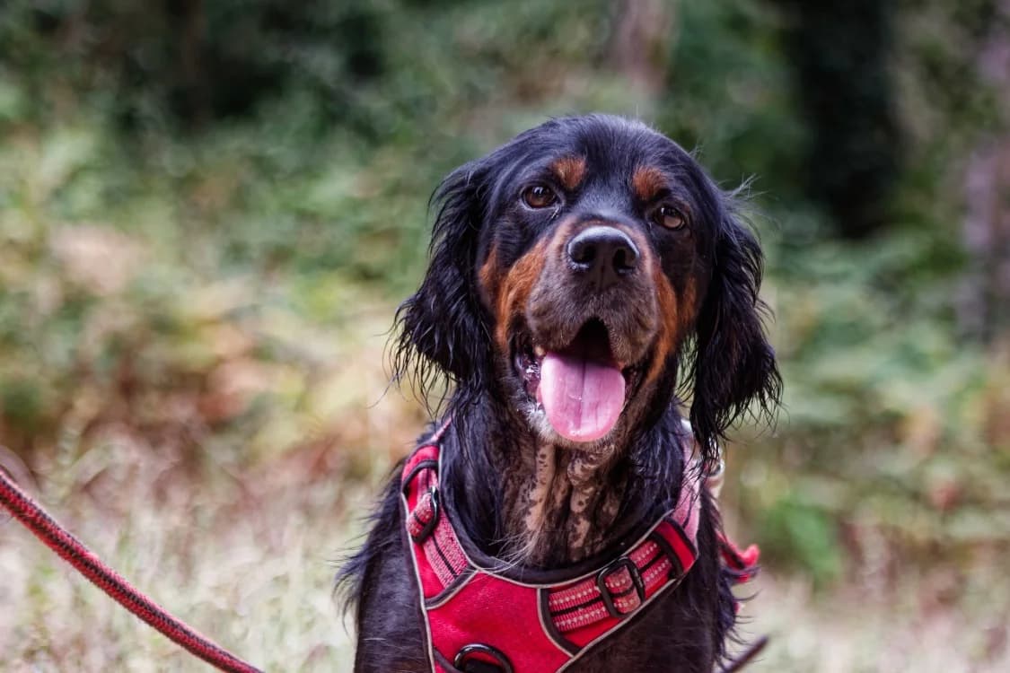 Roxie, female 3yo Mixed Breed for adoption at SPA Mont-de-Marsan, De Marsan