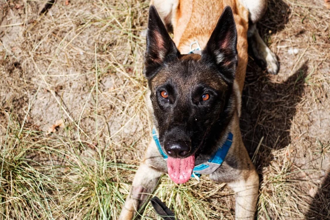 LUNA, female 6yo mixed breed for adoption at SPA Mont-de-Marsan, De Marsan