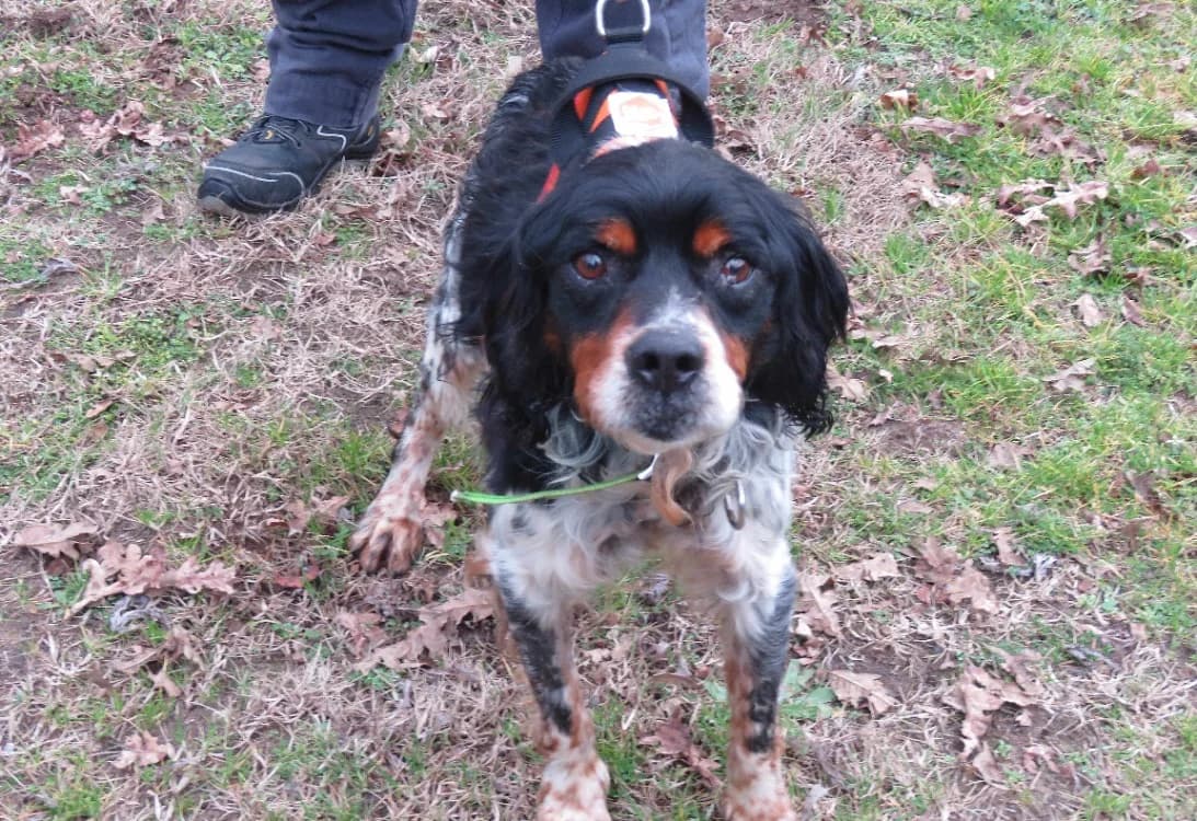 Ice, male senior Brittany Spaniel for adoption at SPA Mont-de-Marsan, De Marsan