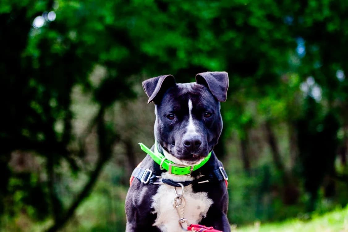 ULYSSA, female young Staffordshire Bull Terrier for adoption at SPA Mont-de-Marsan, De Marsan