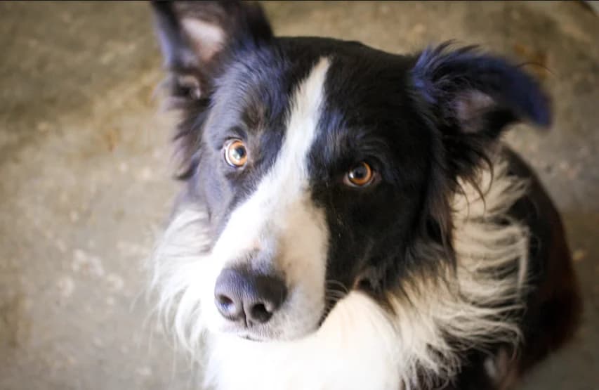 BALTO, male young Mixed Breed for adoption at SPA Mont-de-Marsan, De Marsan