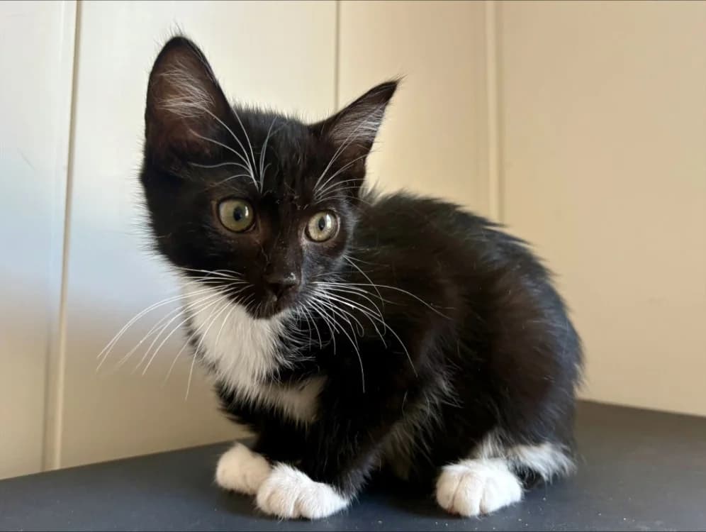 Bagherra, female mixed breed for adoption at SPA Mont-de-Marsan, De Marsan