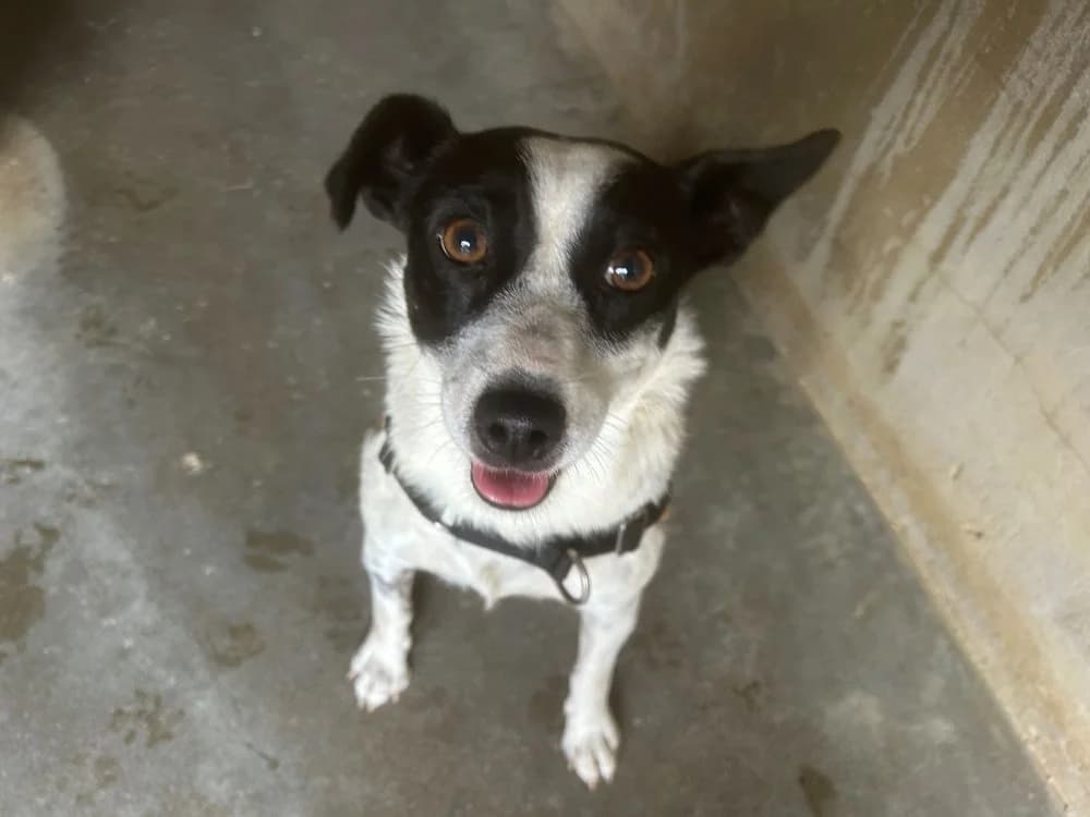 Jack, male senior mixed breed for adoption at SPA Mont-de-Marsan, De Marsan