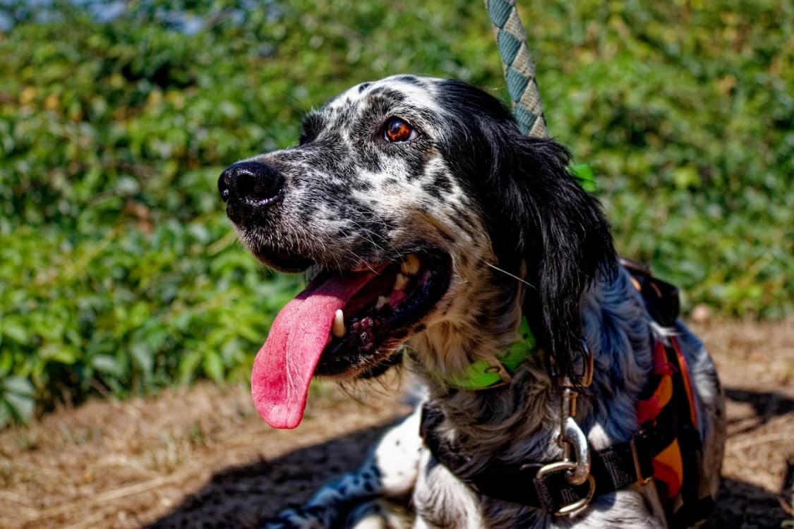 Neige, female senior English Setter for adoption at SPA Mont-de-Marsan, De Marsan