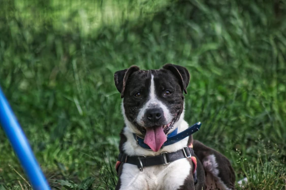 LUCKY, male 7yo mixed breed for adoption at SPA Mont-de-Marsan, De Marsan