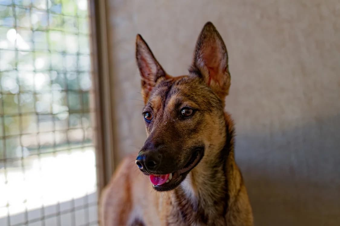 Hippie, female mixed breed for adoption at SPA Mont-de-Marsan, De Marsan
