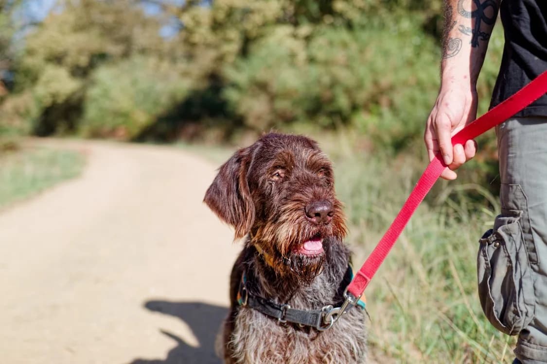 Riu, male 6yo mixed breed for adoption at SPA Mont-de-Marsan, De Marsan