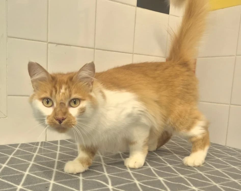 Enid, female 3yo Mixed Breed for adoption at SPA Mont-de-Marsan, De Marsan