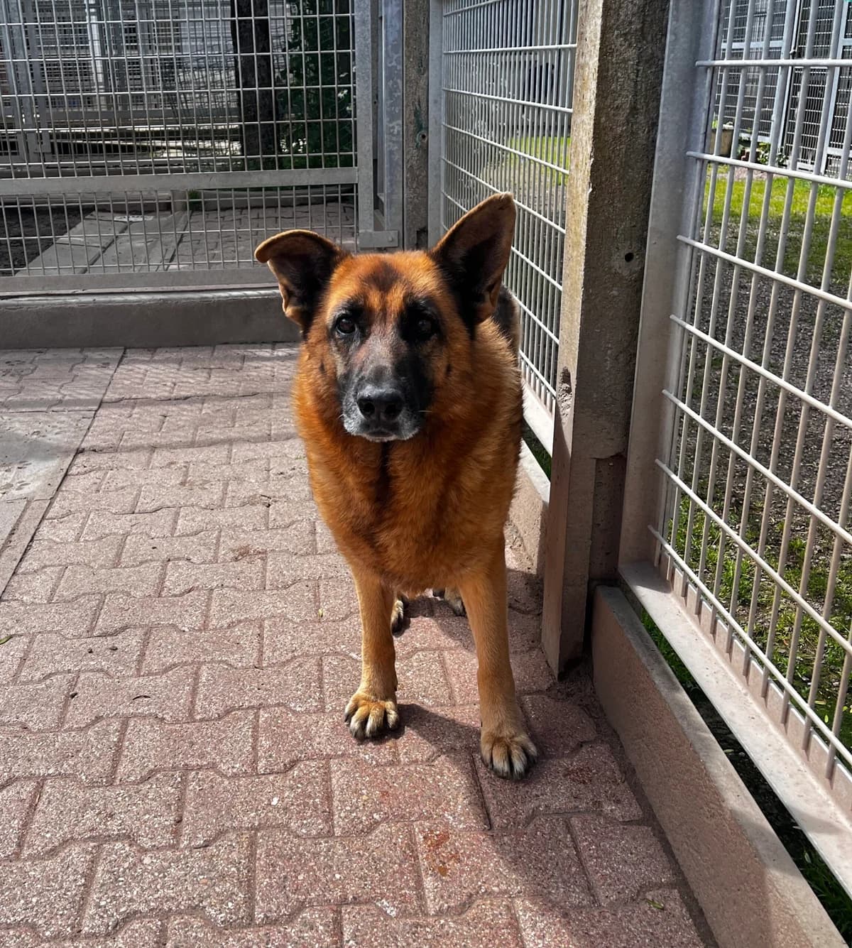 Doucette, female senior German Shepherd for adoption at SPA Montceau Refuge Jean Roche, Montceau-les-Mines
