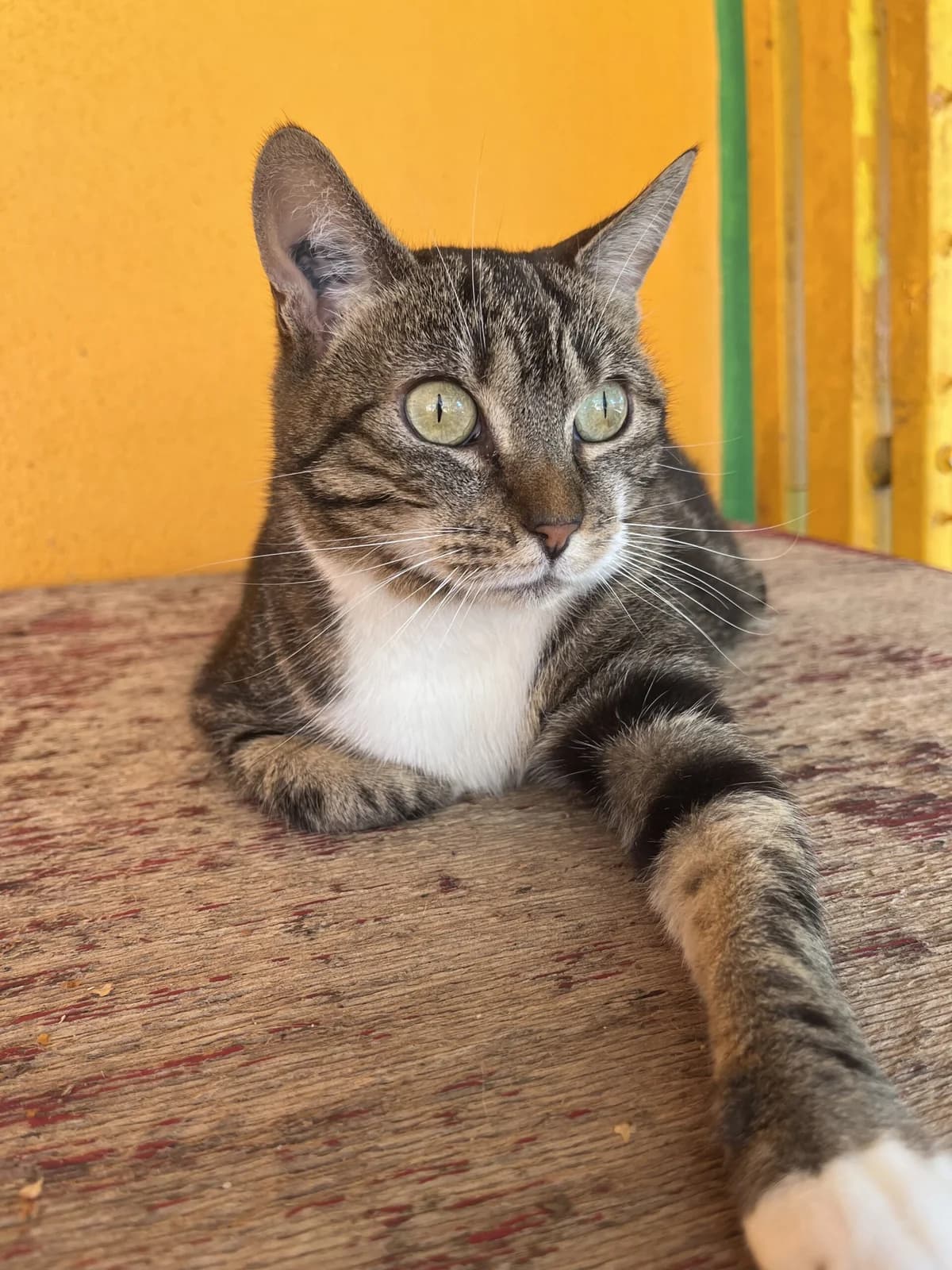 Rana, female 6yo Mixed Breed for adoption at SPA Montceau Refuge Jean Roche, Montceau-les-Mines