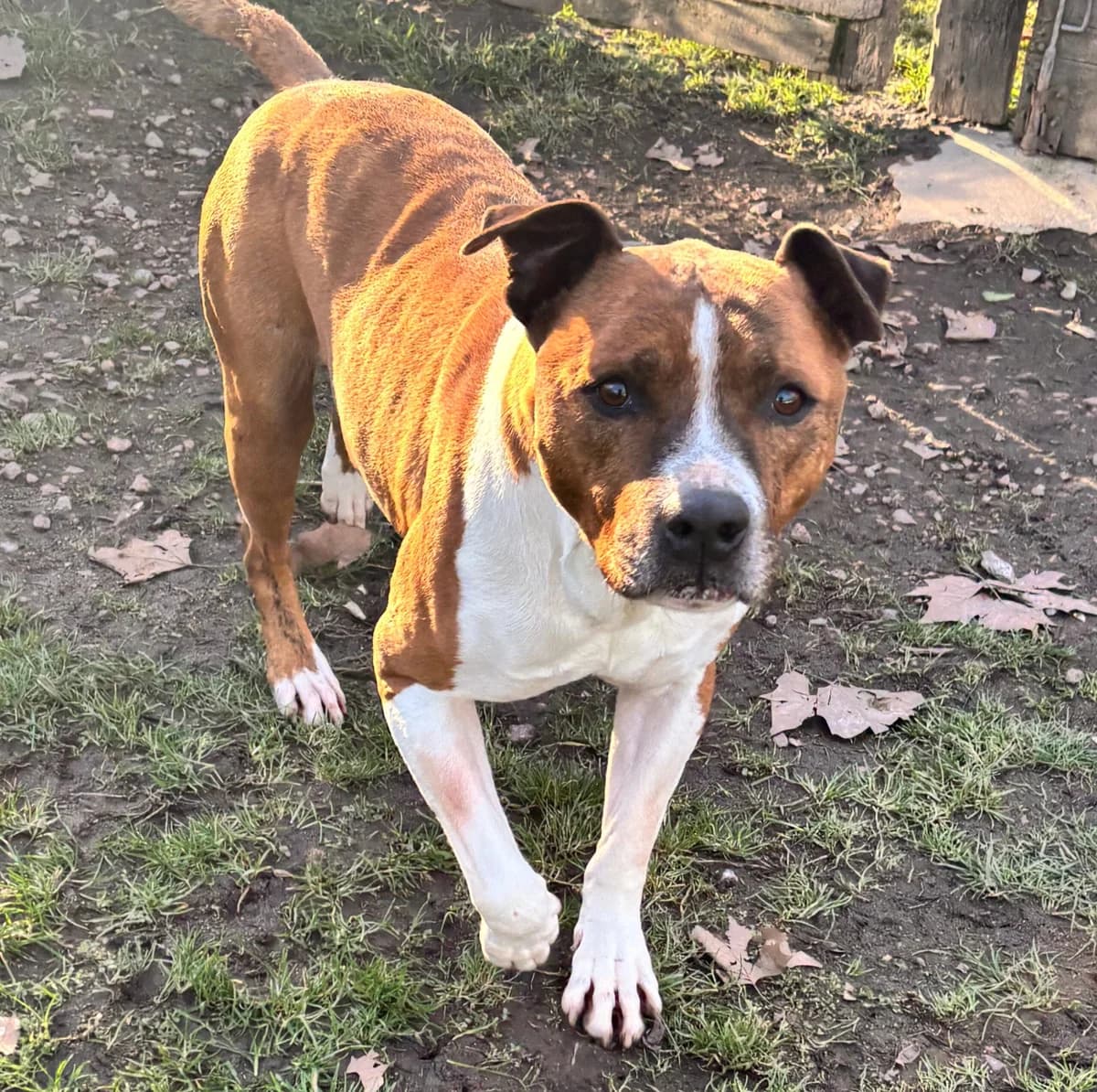 Tyron, female senior American Staffordshire Terrier for adoption at SPA Montceau Refuge Jean Roche, Montceau-les-Mines