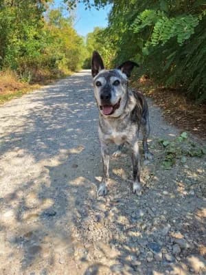 BOUBA, male senior Belgian Malinois for adoption at SPA Montélimar