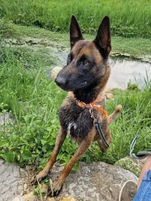 BOYKA, male 6yo Belgian Malinois for adoption at SPA Montélimar
