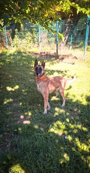 FALKO, male 6yo Belgian Malinois for adoption at SPA Montélimar