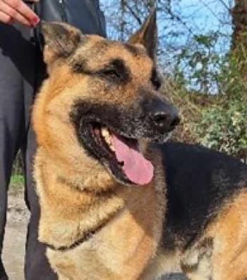 MARLEY, male 6yo German Shepherd for adoption at SPA Montélimar