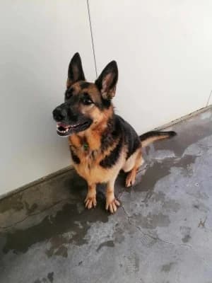 MICHKA, female senior German Shepherd for adoption at SPA Montélimar