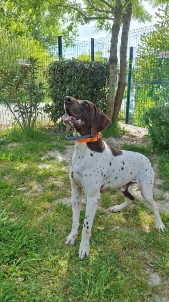 NESQUICK, male 5yo Pointer for adoption at SPA Montélimar