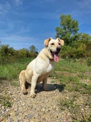 NESTY, male senior Labrador Retriever for adoption at SPA Montélimar