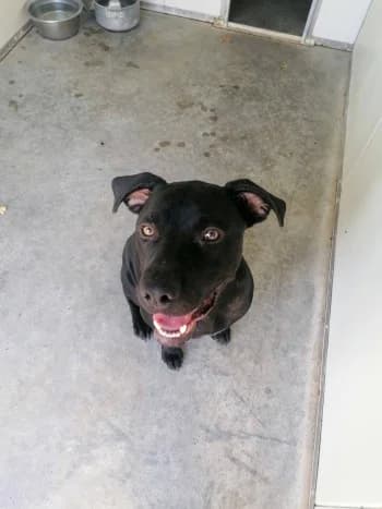 Triumph, male 4yo Mixed Breed for adoption at SPA Montélimar