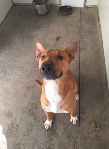 Ted, male young Bull Terrier for adoption at SPA Montélimar