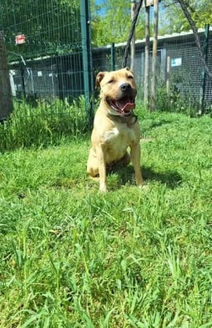 LOUNA, female 4yo Staffordshire Bull Terrier for adoption at SPA Montélimar