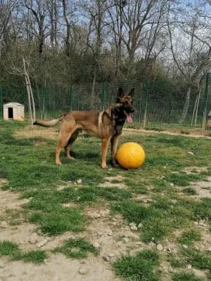 PABLO, male 7yo Belgian Malinois for adoption at SPA Montélimar