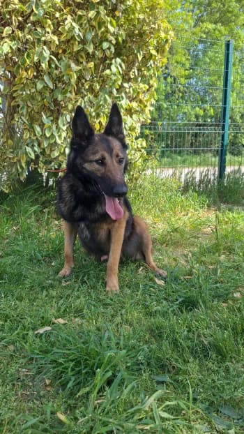 OURAGAN, male senior German Shepherd for adoption at SPA Montélimar