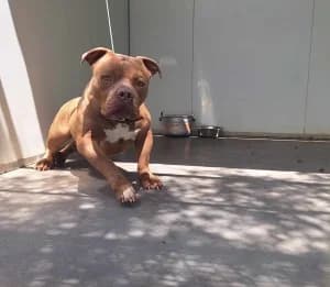 RAPH, male 5yo American Bully for adoption at SPA Montélimar