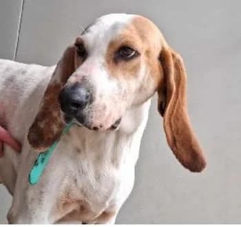 ROMA, female 6yo Mixed Breed for adoption at SPA Montélimar
